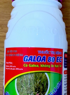 GALOA 80EC 